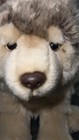 Webkinz Signature Timber Wolf