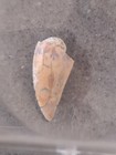 Velociraptor Mongoliensis Tooth fossil Fragment