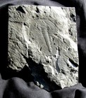 3 Inch Lower Cambrian Olenellus Trilobite W long Telson- Donnerville Quarry  Pa 