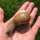 Two Helix Pomatia Land Snails  Giant Roman Pet Snail   Shipping From California