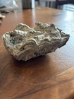 Fossilized Oyster 