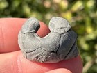 Texas Fossil Crinoid Cup Late Pennsylvanian Age Grahm Formation