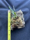 Fragrant Brazilian Miniature - Maxillaria Cerifera