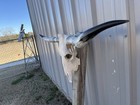 Longhorn Steer Skull 4 Feet 5 Inch Wide Horns Bull Horn Mounted Cow Head
