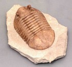 Asaphus Cornutus Russian Trilobite Large  Museum Quality