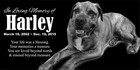 Custom Pet Stone Memorial Grave Marker Granite Plaque Human Headstone Dog Cat