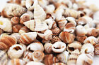 4 Oz  300   Brown Nutmeg Mini Shells Seashells Tiny 1 4-3 8  Beach Crafts Decor