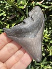 Natural Beautiful 3 26    Megalodon Tooth Fossil Shark Teeth