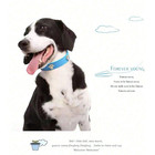 Dog Cat Collar Pu Leather Adjustable Pet Necklace Small Cat Puppy Safety Buckle