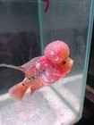 Live Flowerhorn Short Body Fish Male Super Red  Big Kok Head  Size 4 5  A2