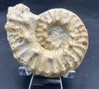 Super Spiky 4    Cretaceous Mortoniceras Sp  Texas Fossil Ammonite 