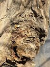Unbelievable  72 Lb Petrified Fossil Wood Log detailed 6    Knot druzy hematite