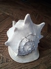 Large Queen Horned Helmet Conch Shell 10x8x8 Huge