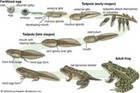 50  Live Tadpoles - Tree Frogs  Common Greens  Leopards Or Peepers 