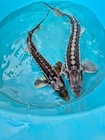18   -23    Hi-white Diamond Sturgeon - Large Monster Pond Fish