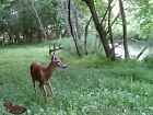 Deer Food Plot Seed  trophy Rack Deer Mix   Winter Fall   10 Lbs 