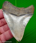 Megalodon Shark Tooth  Fossil - 3 40     Real Sharks Teeth  No Restorations