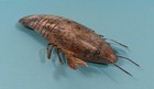 Vintage 5  Hand-carved Wooden Lobster Fish Decoy Spearing Ice Fishing
