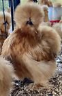 One Dozen  12  Buff Silkie Chicken Hatching Eggs      Npip     Ups 2 Day Air