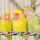 41 Inch Bird Rope Perch Flexible Colorful Cotton Cage Toy For Parrots Budgie