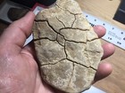 Nice Ankylosaurus Armor Plate Fossil