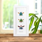 Jewel Beetle Trio In Box Frame  polybothris Sumptuosa  Chrysochroa Fulminans   B