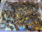 6 Live Red Claw Crayfish Unsexed Adults 3    Freshwater Crawfish Cherax Quad