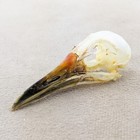 Waterhen Bird Skull Amaurornis Phoenicurus  Specimen Craft Oddity Real Bones