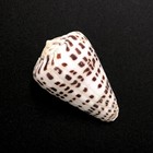 Ivory Cone Sea Shell Conus Eburneus Natural White And Brown Spotted Sea Shell