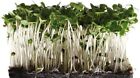 Broccoli Seeds For Sprouting Microgreens  cool Beans N Sprouts  