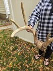 Wild 146-7  8 Point Whitetail Deer Antler Rack Horn Skull Plate Decor Man Cave 