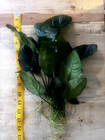 Xxl Anubias Barteri Live Aquarium And Pond Aquatic Plant