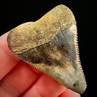 Great White Shark Tooth 1 94  Megalodon Teeth Era Fossil Neogene