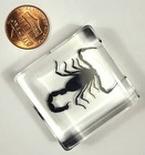 38mm Real Black Scorpion In Clear Lucite Resin Science Education Specimen Block