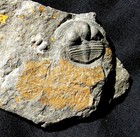 Detailed Plumulites Armored Worm And Onnia Trilobite - Rare Association Plate 