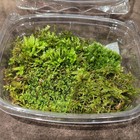 Live Moss Variety Pack