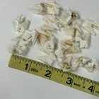 Lot Of 20 Real Coyote Molars Teeth Taxidermy Art Weird Odd Project Unqiue   2536