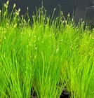 Dwarf Hairgrass  eleocharis Parvula  Pot