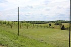 7 5  X 100  Deer Fence Tenax C-flex Premium Garden Animal Fencing