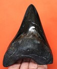 Megalodon Shark Tooth Real Fossil -  4 36    Prehistoric Specimen No Restorations