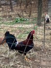 American Gamefowl Eggs Pure Rorn Ronny Miller Cardinal Ckub