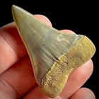 Lesser White Shark Tooth  carcharodon Hastalis  1 87  Real Fossil Shark Teeth