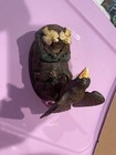 Vintage Cast Iron Bank Mechanical That Features An Eagle And Its Eaglets   7678