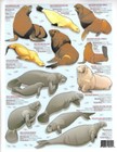 Sea Mammal Identification  3 - Quick Reference  seals  Sea Lions   Manatees 
