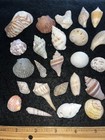 Lovely Florida Seashells Crafts Various Art Decor Mixed Sea Shells Fl Beach Aa