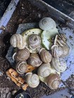 3-pack Live Captive-bred Milk Snails  otala Lactea      Starter Colony Mix