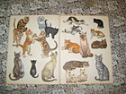 Vintage The Cat Book Big Golden Book 1964 1st Edition Hardcover