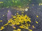 10 1 Adult Neocaridina Candy Skittle Live Shrimp Mixed Colors Aquarium