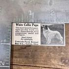1941 Comrade Farm Kennel Collie Pups Vintage Print Ad Galion Ohio Dogs