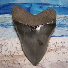 Megalodon Shark Tooth 3 15 16  Sharks Teeth Big Jaw Fossil Real Gem Serrated Meg